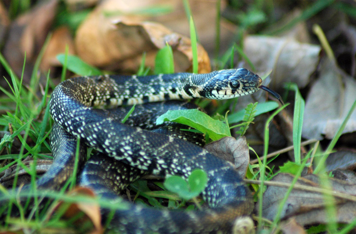 Cobras invasoras colocam espécie rara em risco