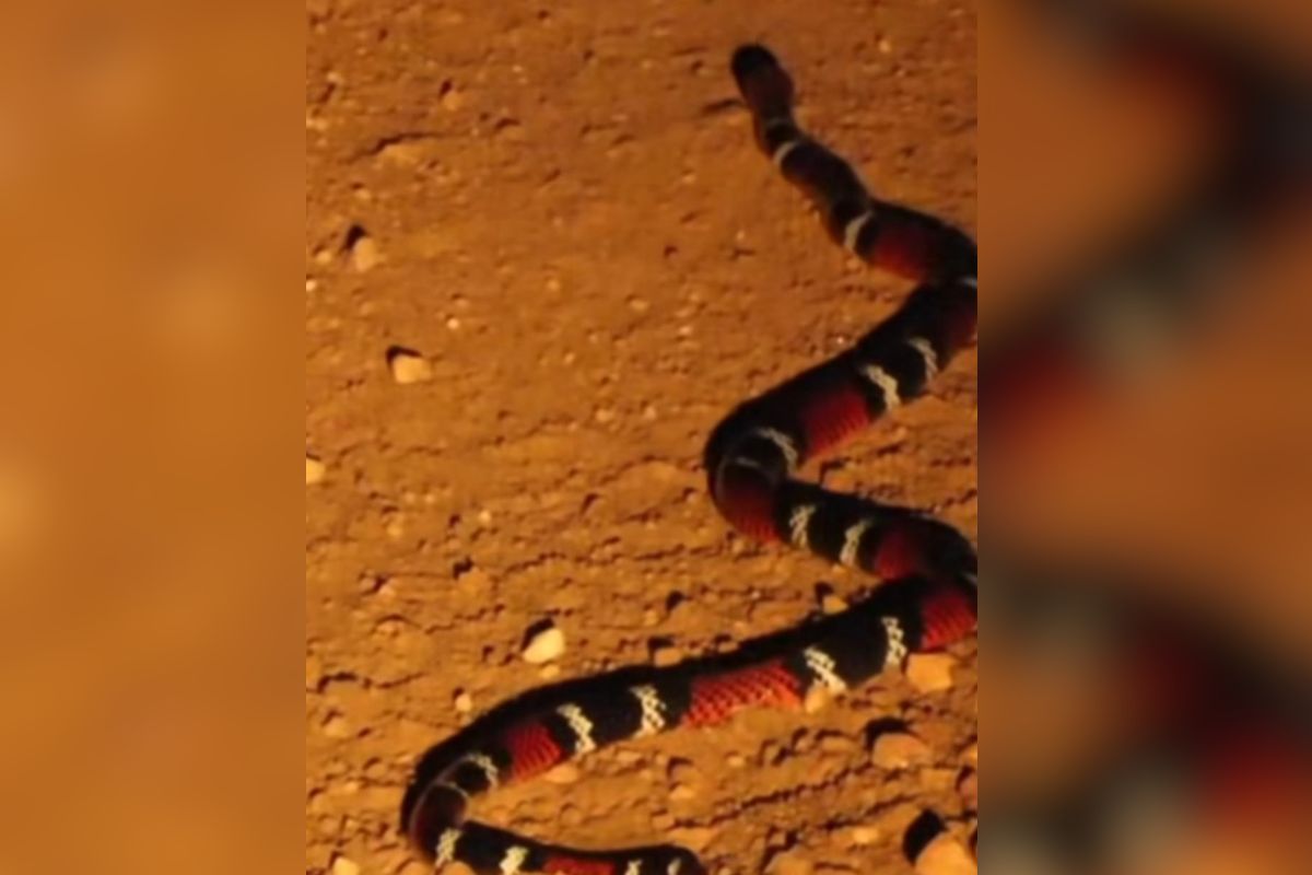 Cobra-coral rara impressiona biólogo com cores surreais no Pantanal