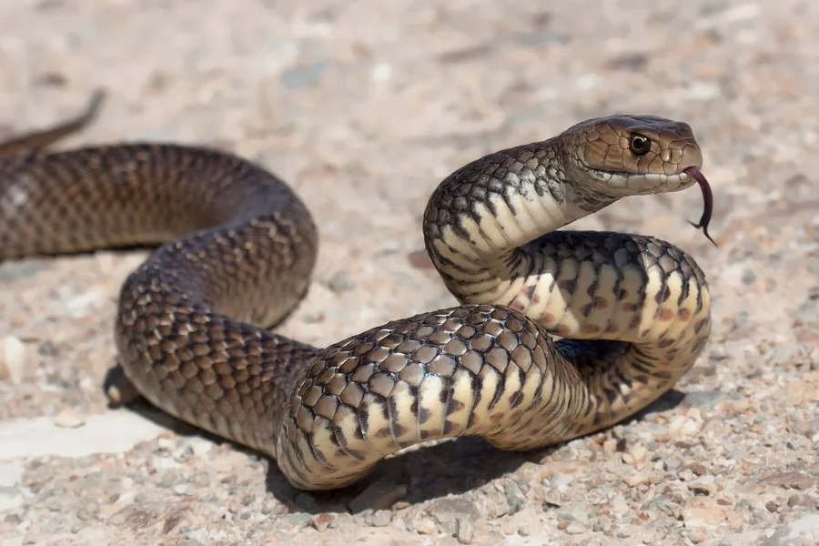 Cobra no quintal? Biólogo derruba os maiores mitos sobre como manter serpentes longe de casa