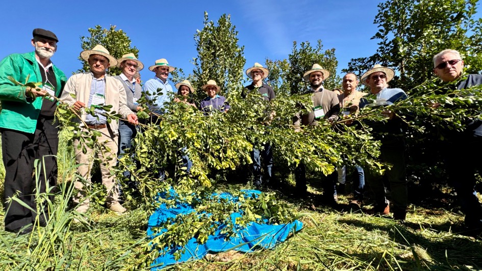Festa da Colheita marca início da safra de erva-mate no Rio Grande do Sul