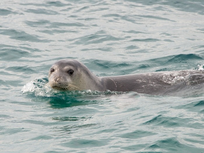 Focas raras usam cavernas submersas para fugir de turistas