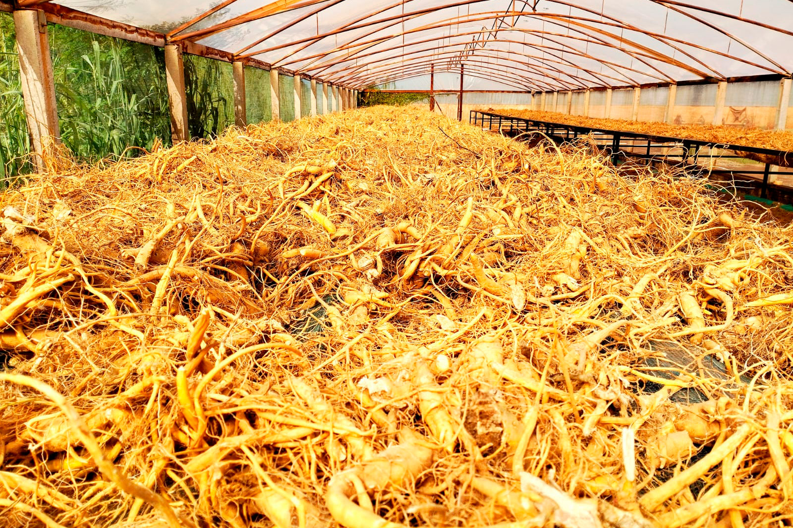 Paraná amplia liderança nacional em produtos certificados com o Ginseng