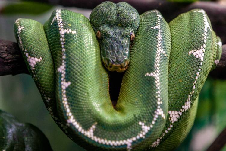 Conheça a curiosa cobra-papagaio, serpente que vive pendurada nas árvores