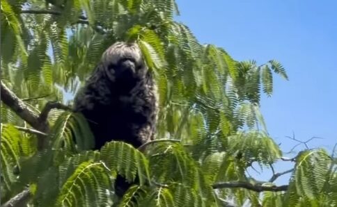 Pescador encontra animal misterioso e mestre da camuflagem em Rondônia