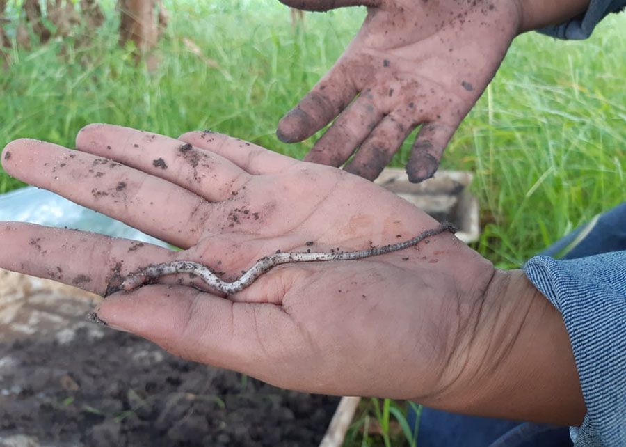 Pesquisadores descobrem duas novas espécies de minhocas