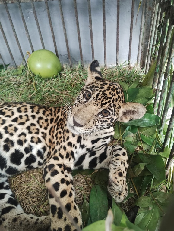 Filhote de onça-pintada resgatado no Amazonas segue para reabilitação