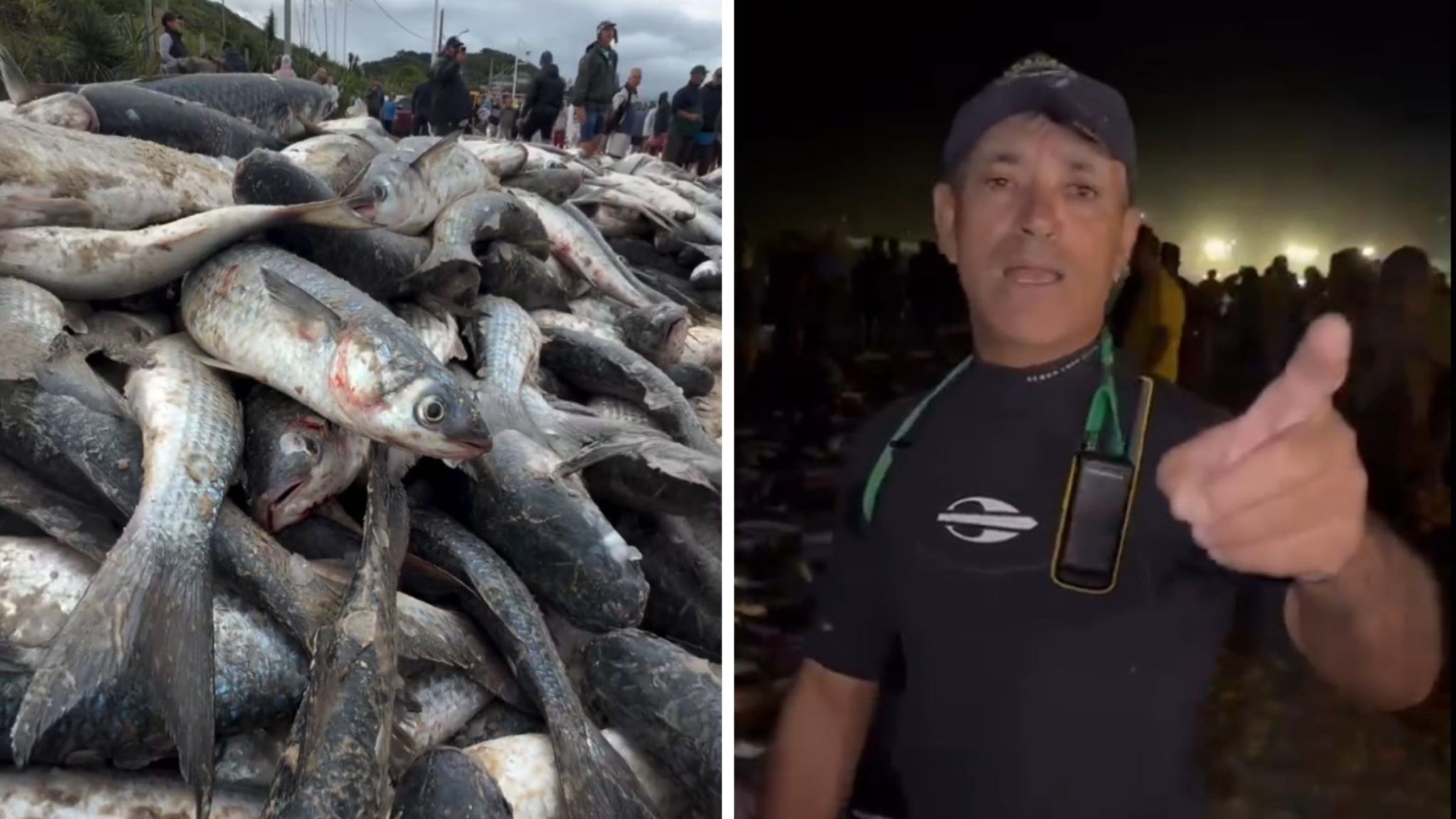“Socorro”: pescador abandona cardumes de tainha por falta de compradores em SC