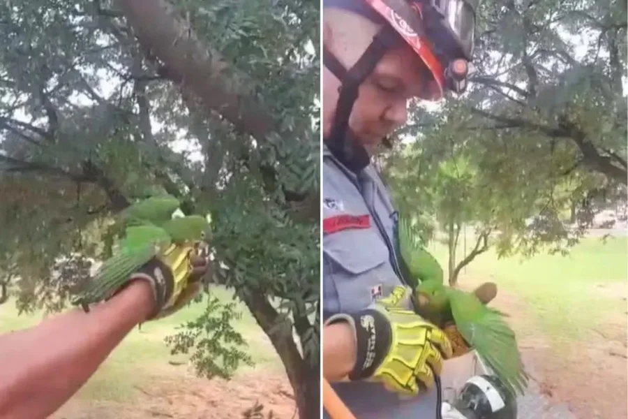 Ave “abraça” bombeiro após ser resgatada de linha de pipa