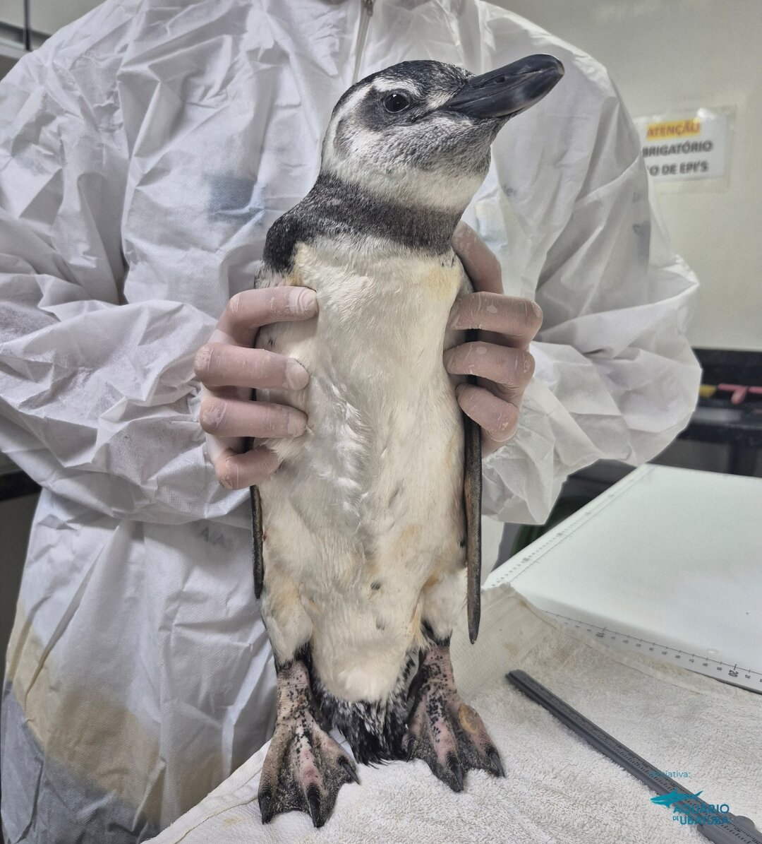 Temporada de pinguins começa com resgate em Ubatuba (SP)