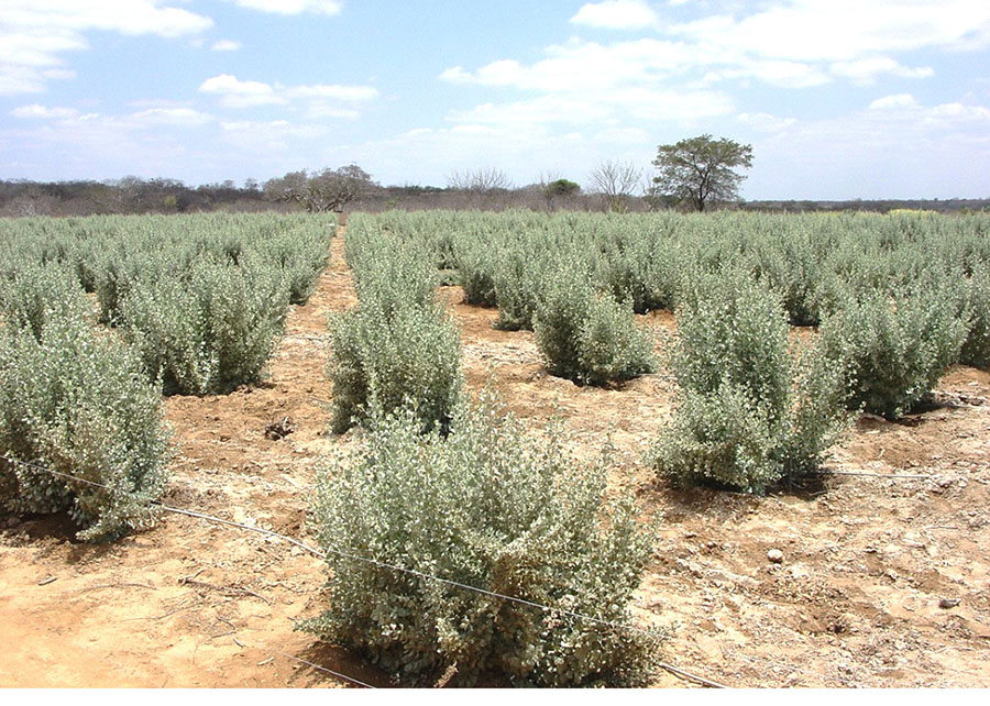 Nova tecnologia com microrganismos pode viabilizar agricultura em solos degradados