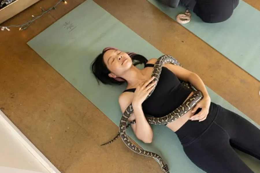 Snake yoga: aula relaxante com cobras é febre nos EUA