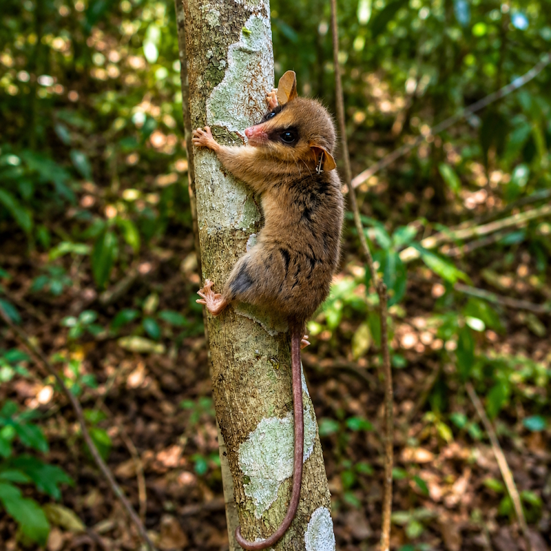 Uma cuica em uma arvore