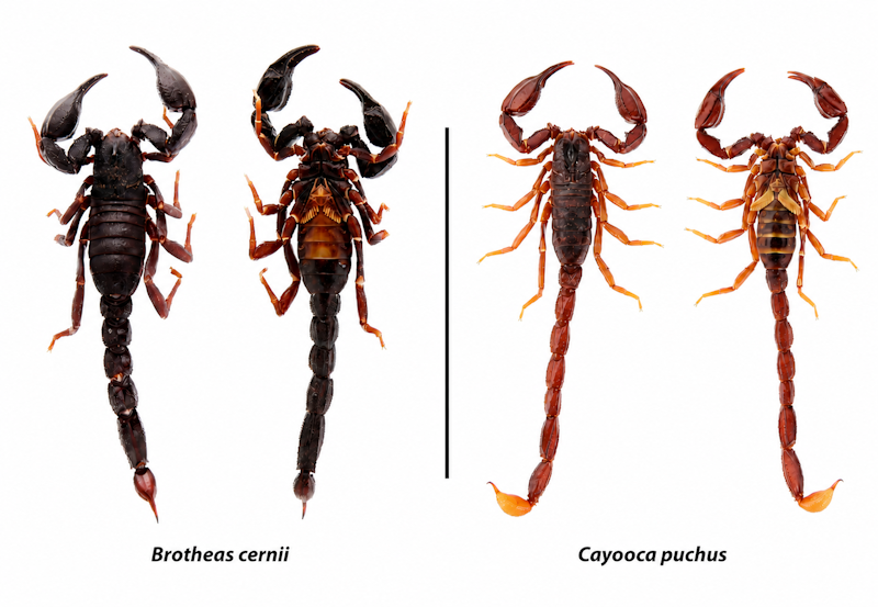 comparativo entre as novas especies de escorpião