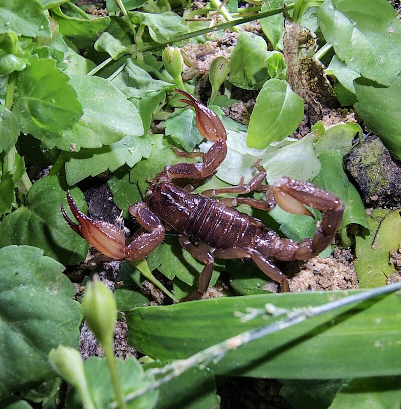 nova especie de escorpião no mato