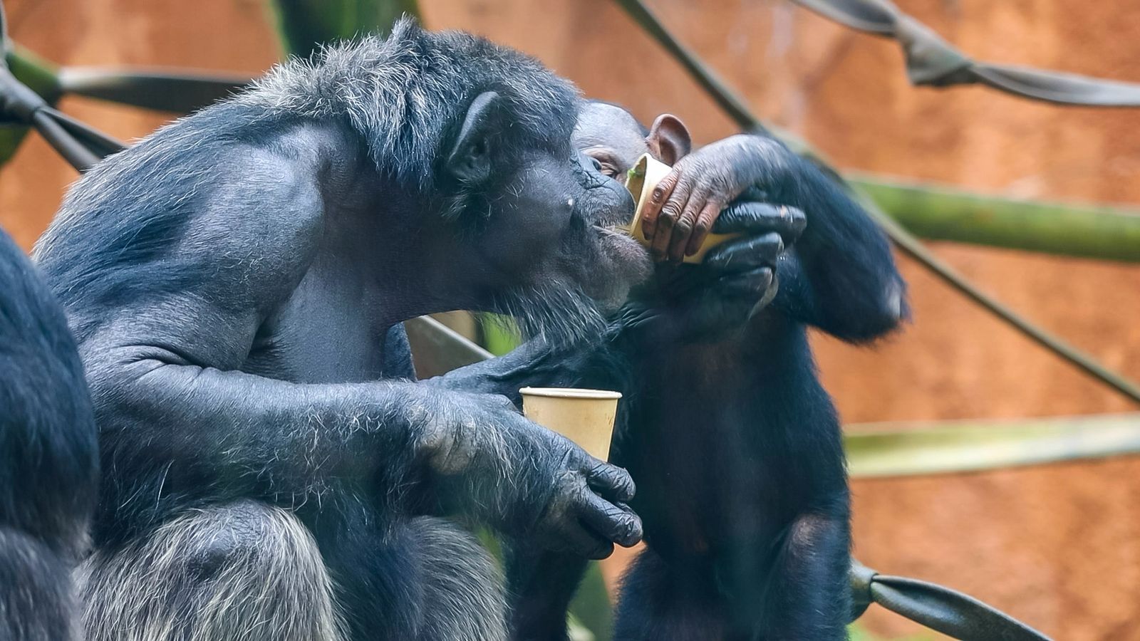 Chimpanzés ganham chá e cobertores para enfrentar frio no Zoológico de SP