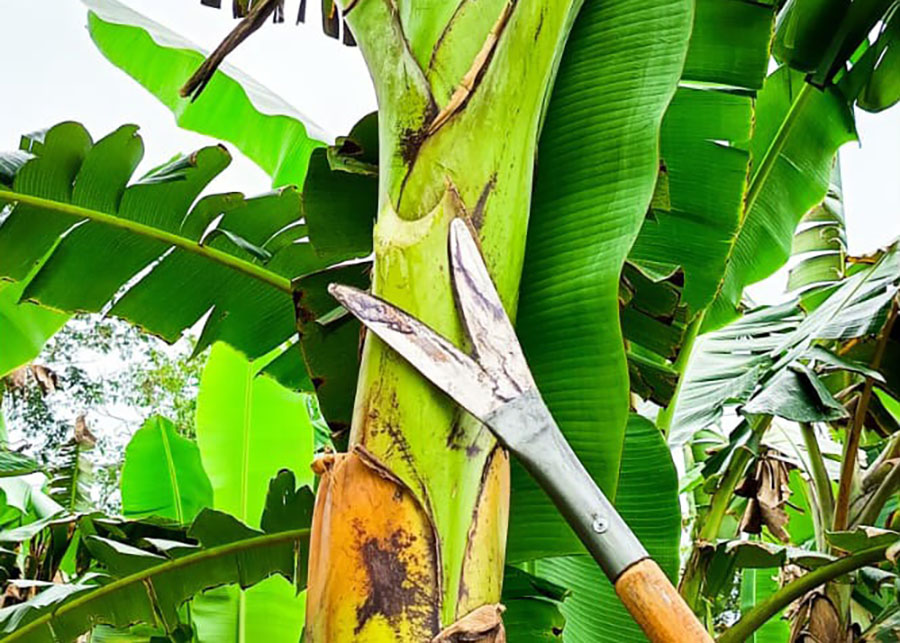 Rabo de Jaraqui: inovação está transformando a bananicultura na Amazônia