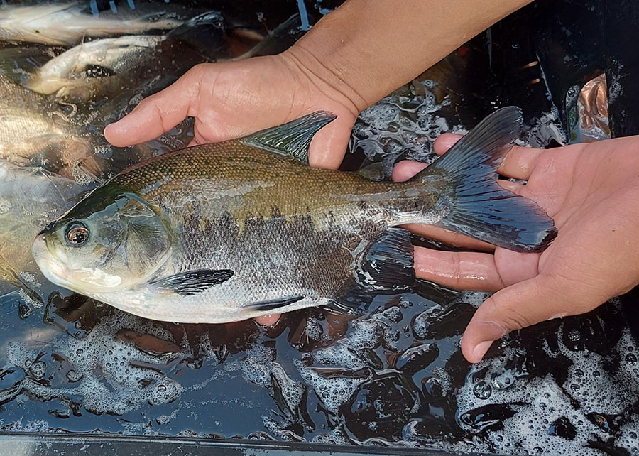 Peixe Tambaqui fora da agua não mão se uma pessoa