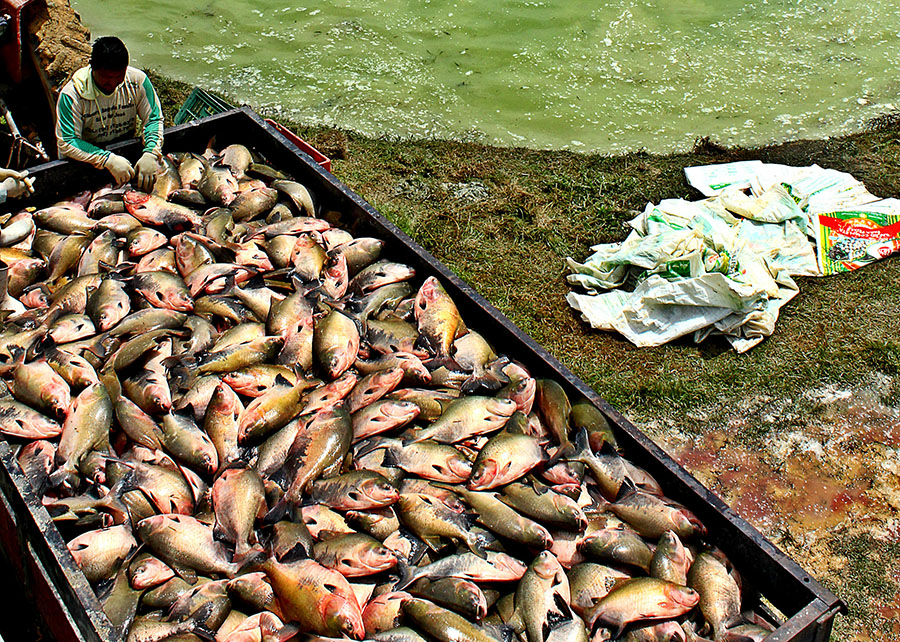 Piscicultura: novo protocolo revela como doenças de peixes se espalham por rios e igarapés