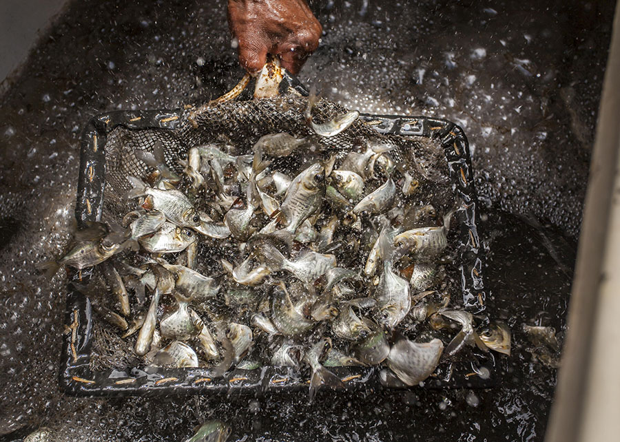 Peixes em uma rede de pesca