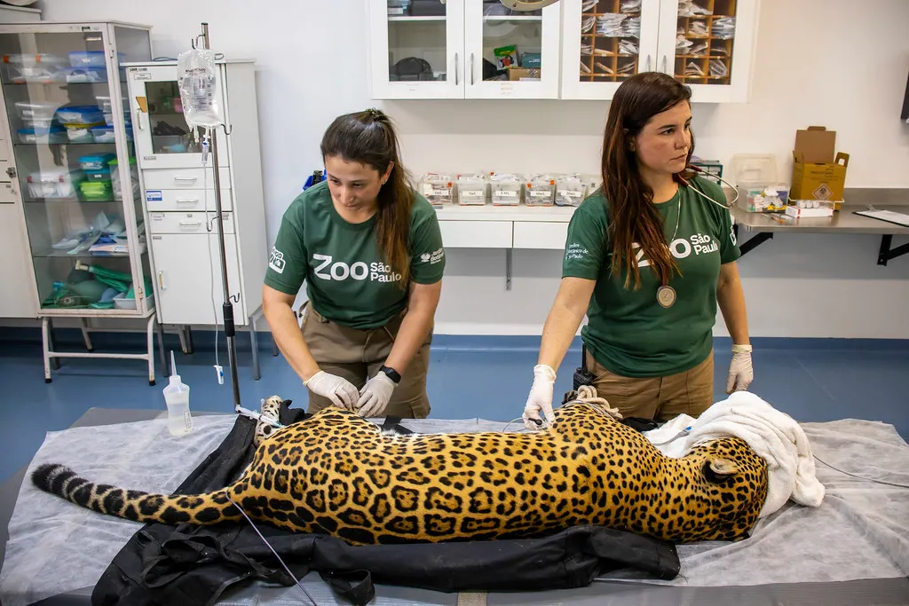 Onça-pintada doa sangue em procedimento inédito no Brasil