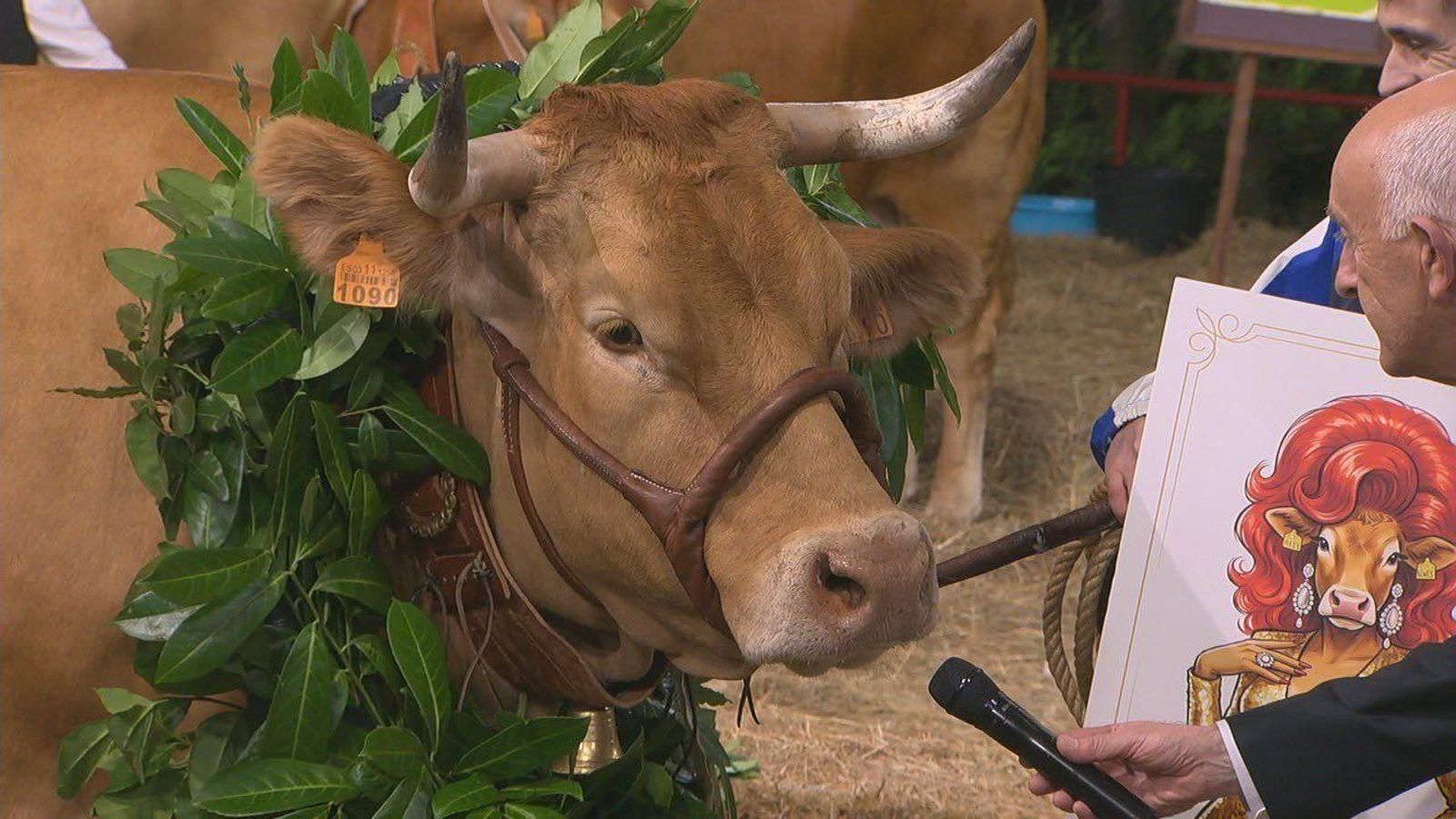 Concurso elege Miss Vaca 2026 e viraliza