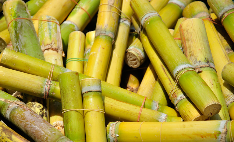 Governo libera R$ 270 milhões para produtores de cana do Nordeste