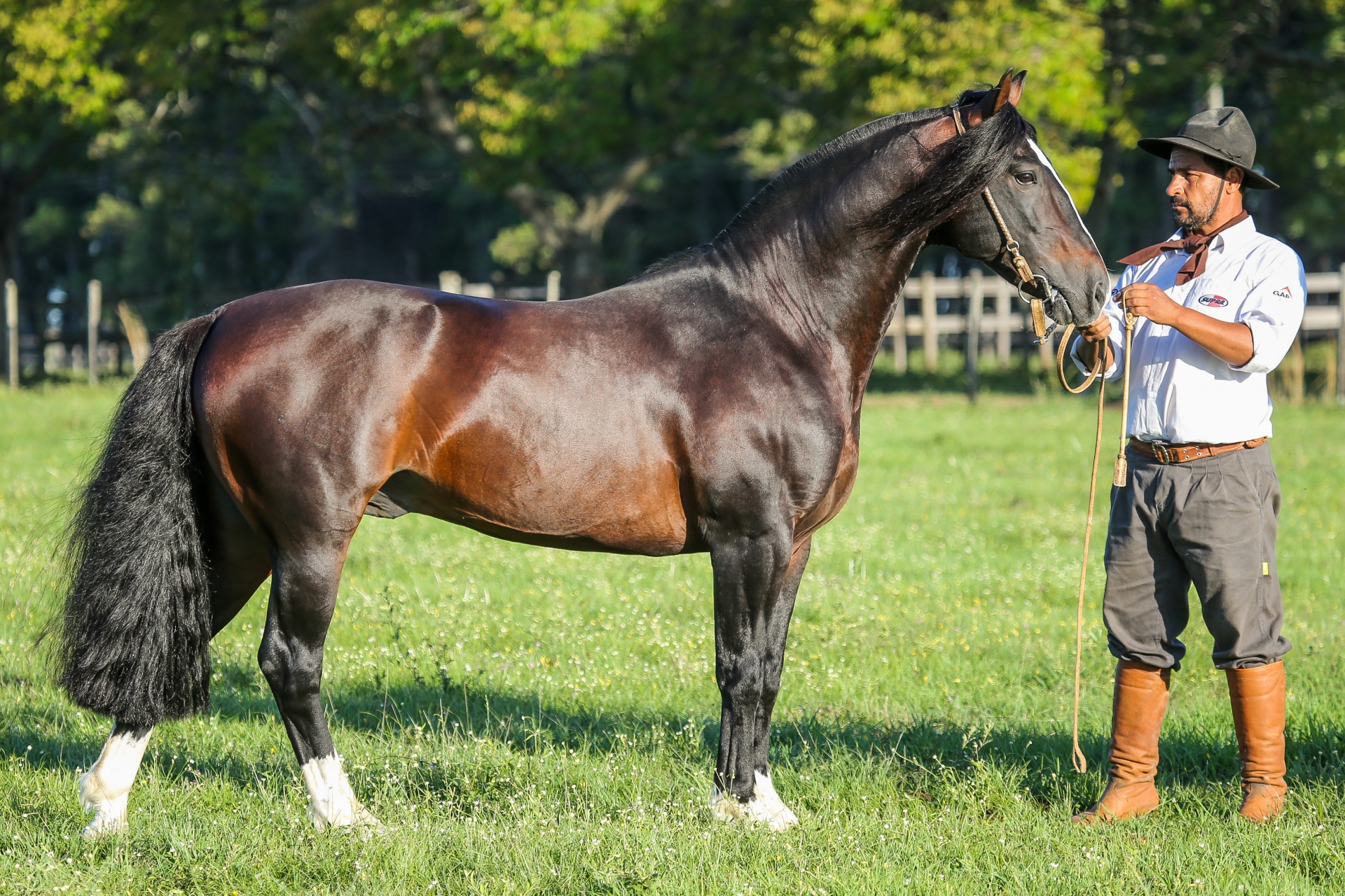 Conheça o cavalo Crioulo, avaliado em R$ 2,5 milhões