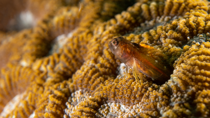 Peixe-tubícula-brasileiro, com sua toca em uma colônia do coral Mussismilia hispida