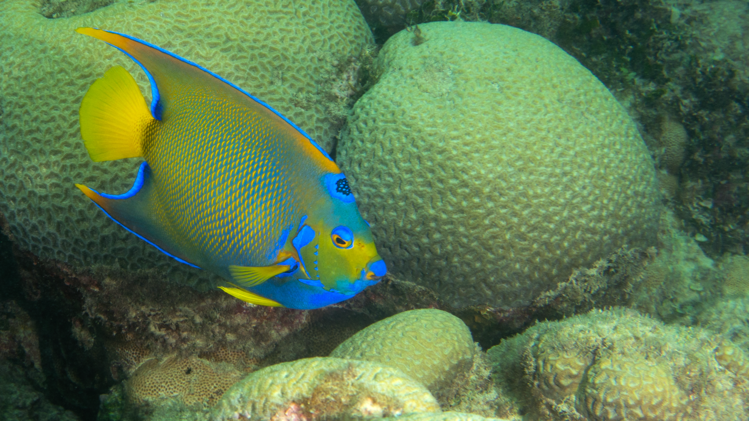 Peixe-anjo-rainha e, ao fundo, uma colônia do coral-cérebro-da-Bahia, Mussismilia braziliensis, em Abrolhos (BA)