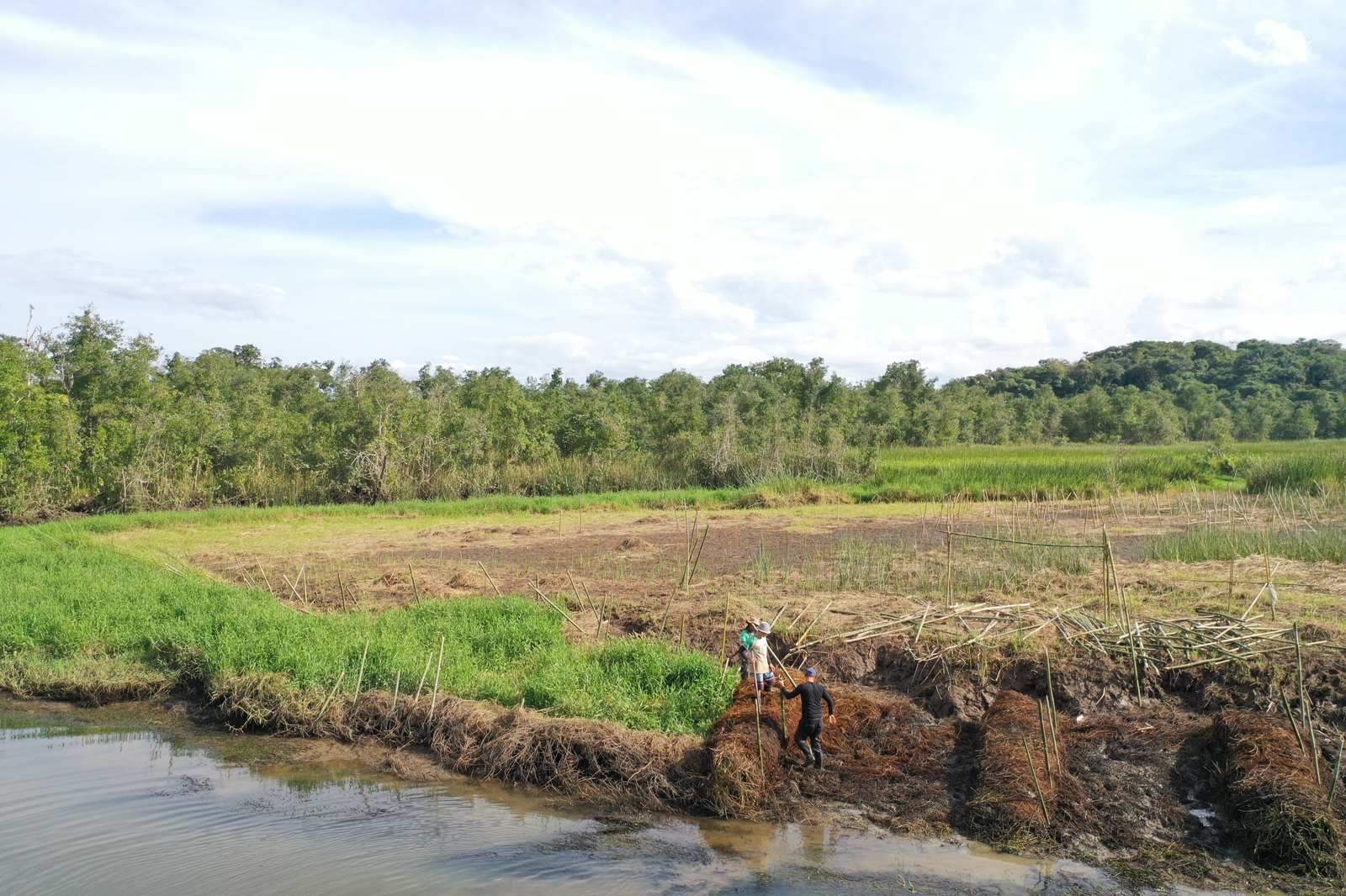 Projeto quer restaurar 15 hectares de manguezais até 2030
