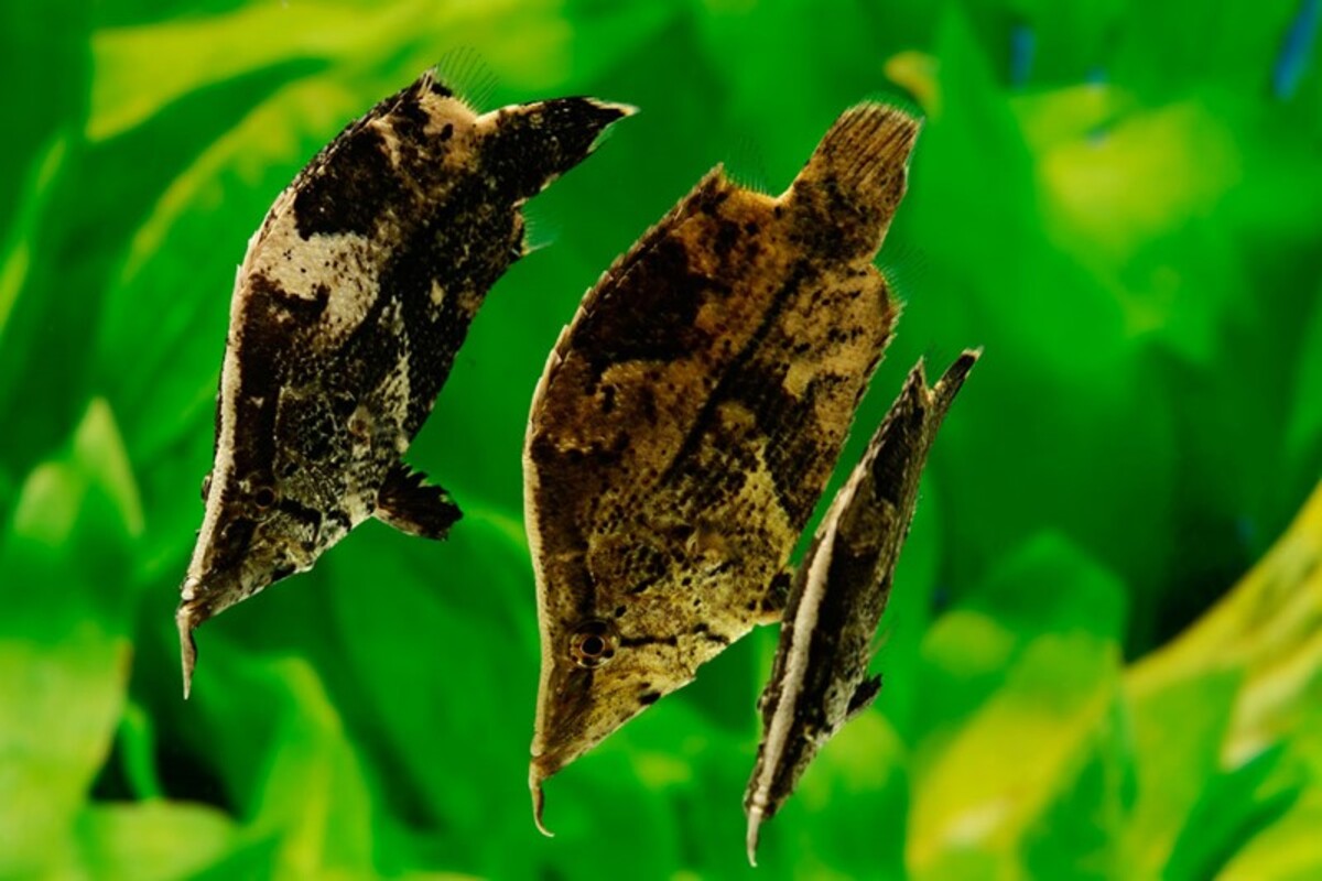Peixe amazônico se disfarça de folha para capturar presas