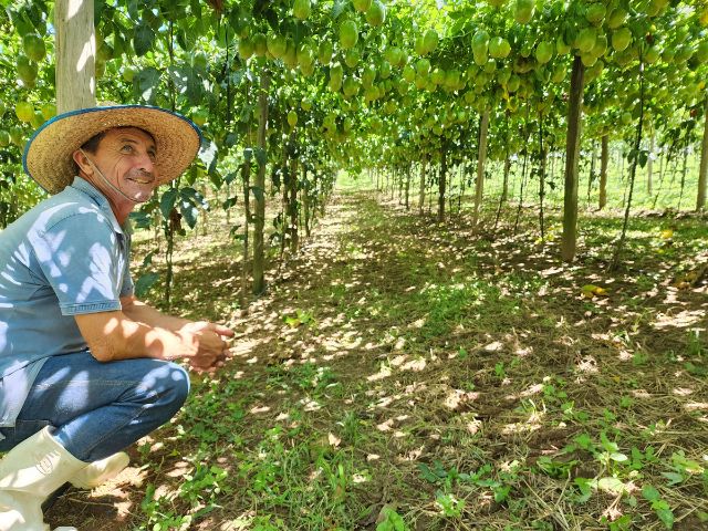 Araquari retoma produção de maracujá