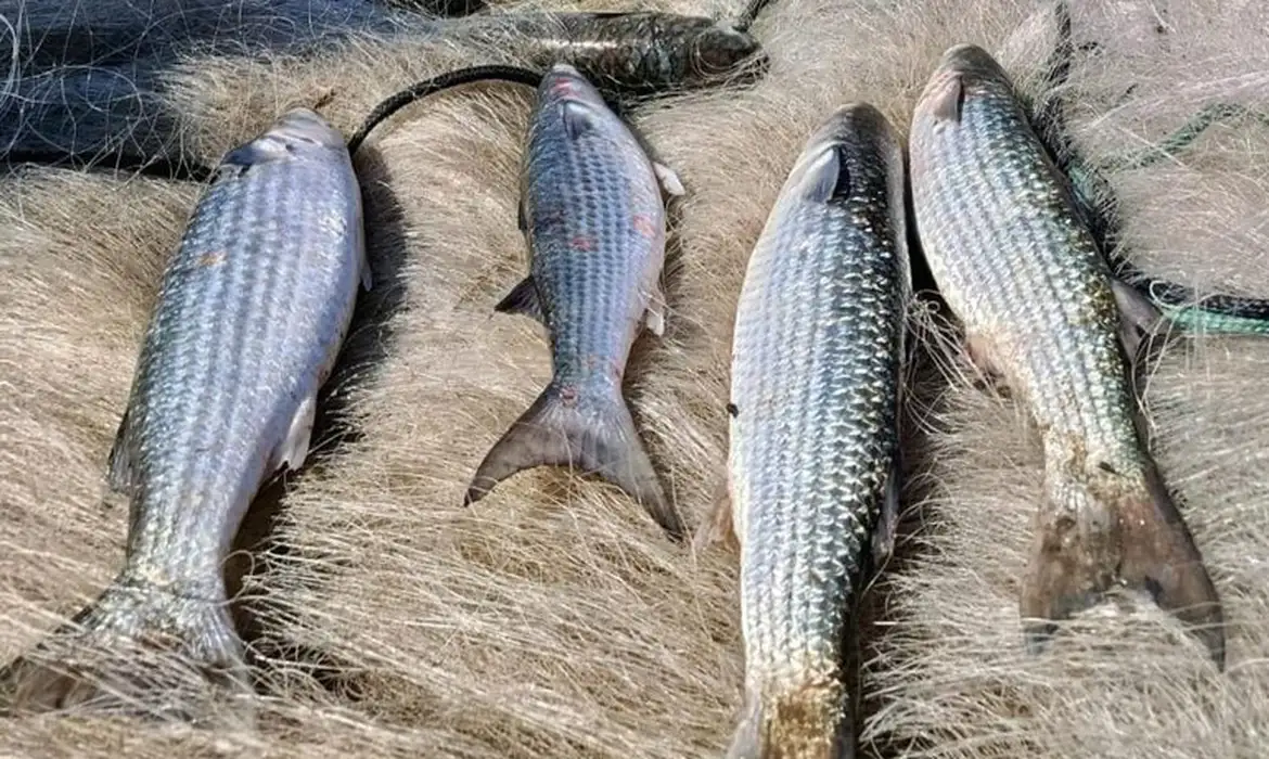 Governo amplia cota da pesca da tainha em SC