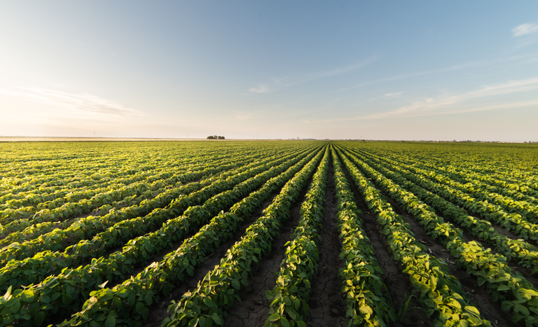 Plano Safra 2026/27 pode ter juros abaixo de 10% para custeio, diz Ministério da Agricultura