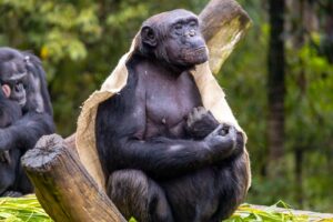 Chimpanzé do Zoo SP