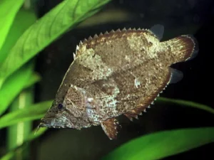 Peixe folha