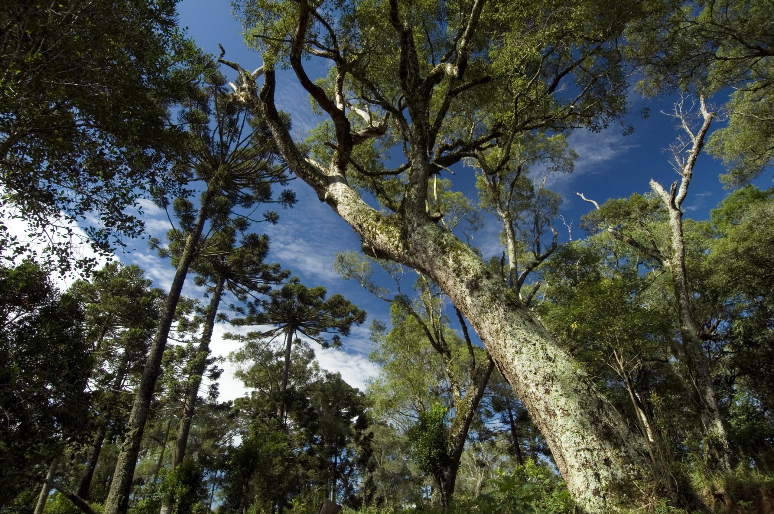 BNDES destina R$ 834 milhões para plantar 108 milhões de árvores