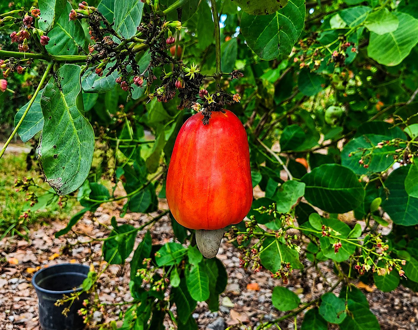 Como biochar e hidrogel estão transformando a cajucultura no Nordeste
