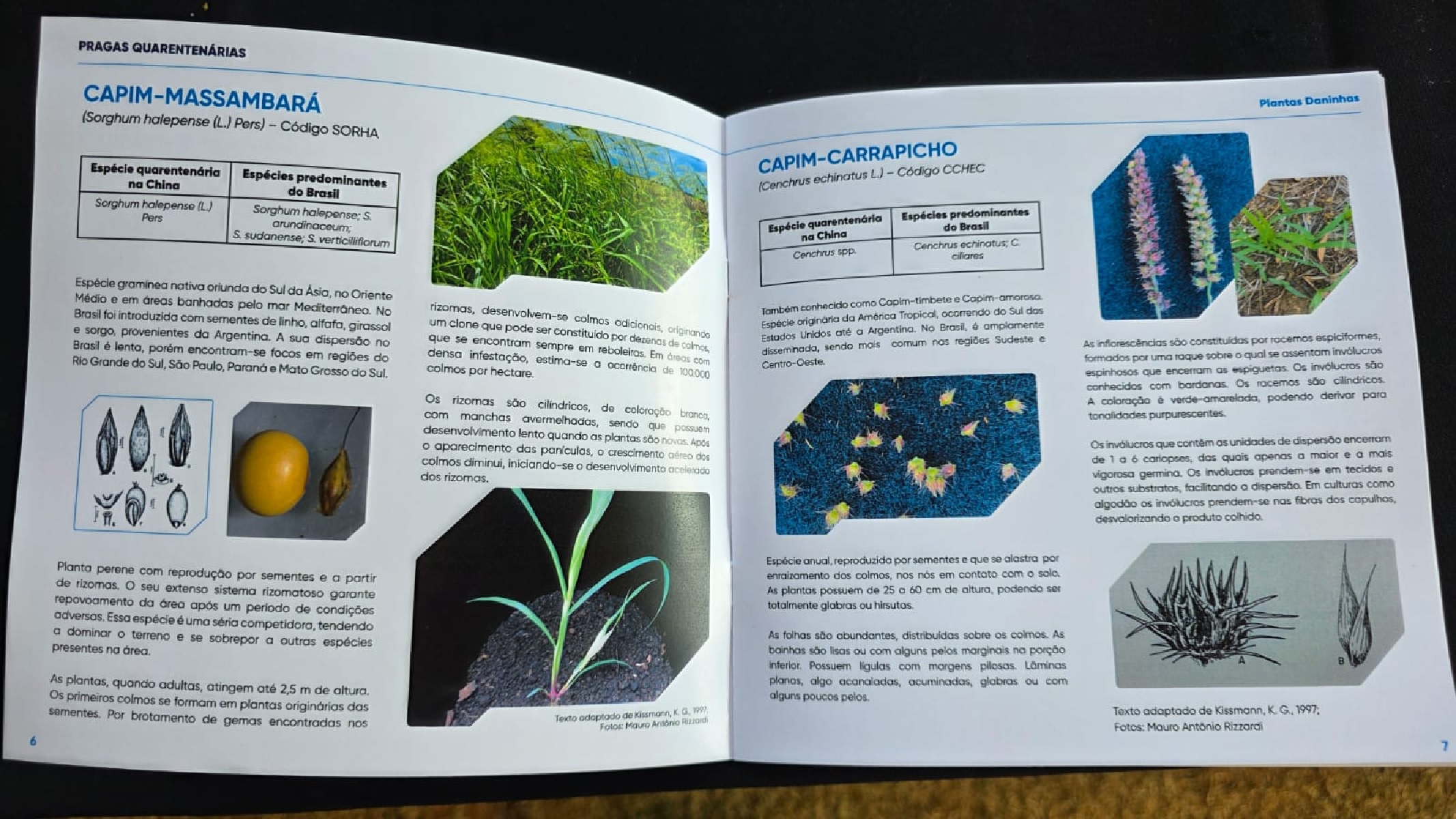 Cartilha alerta para pragas quarentenárias nas exportações