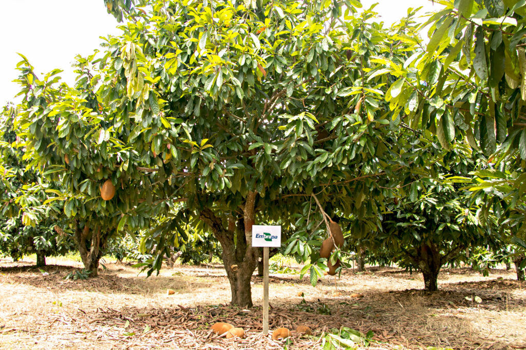 Plantação de árvores e Cupuaçu