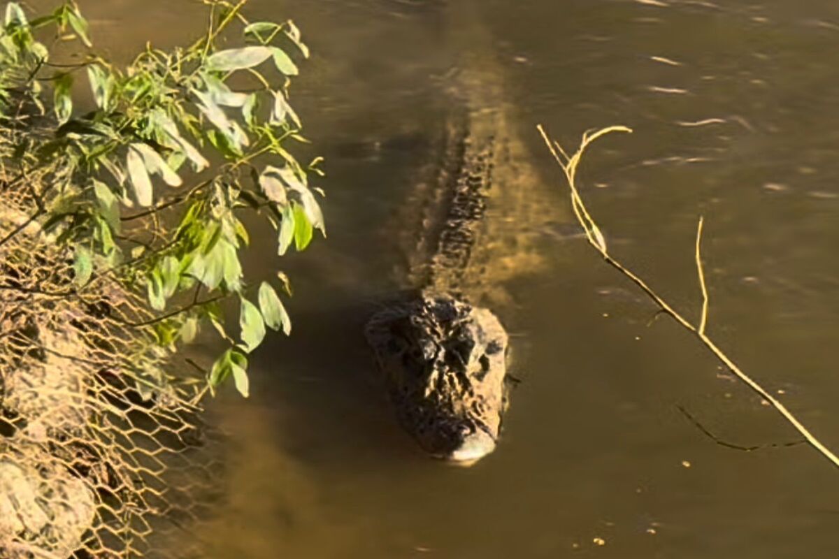 Pescador chama jacaré-açu de 4,5 metros e cena impressiona: “Joãozinho, vem cá”