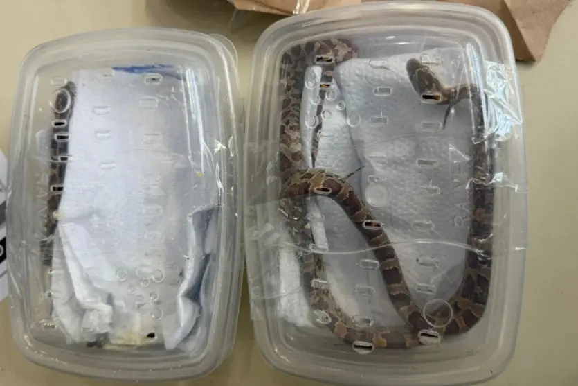 Cobras exóticas são encontradas vivas em encomenda postal