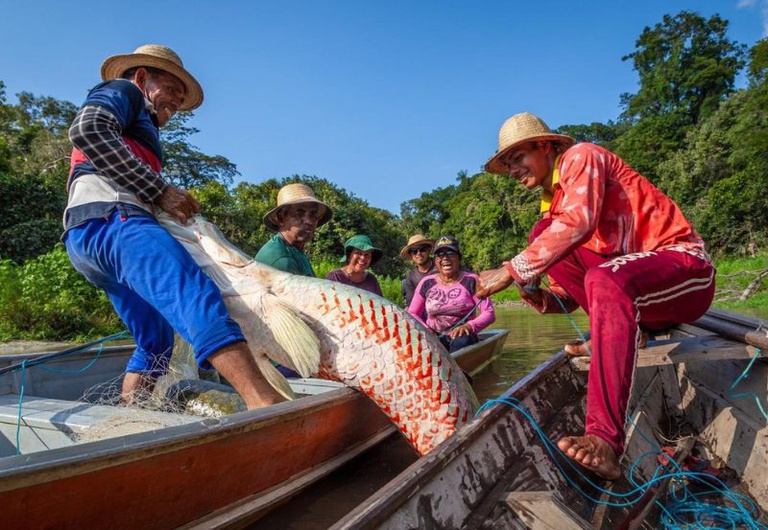 Peixe gigante da Amazônia ajuda a controlar a pressão alta