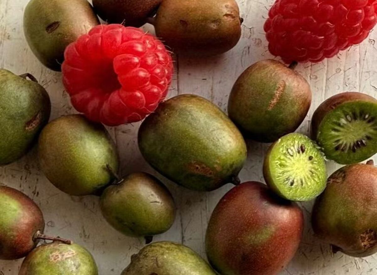 Frutas em miniatura conquistam produtores e consumidores