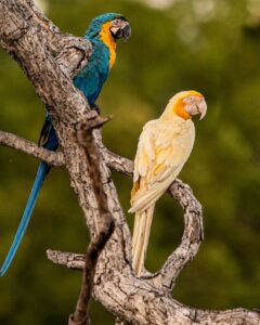 Arara branca ao lado de arara azul, no Tocantins.