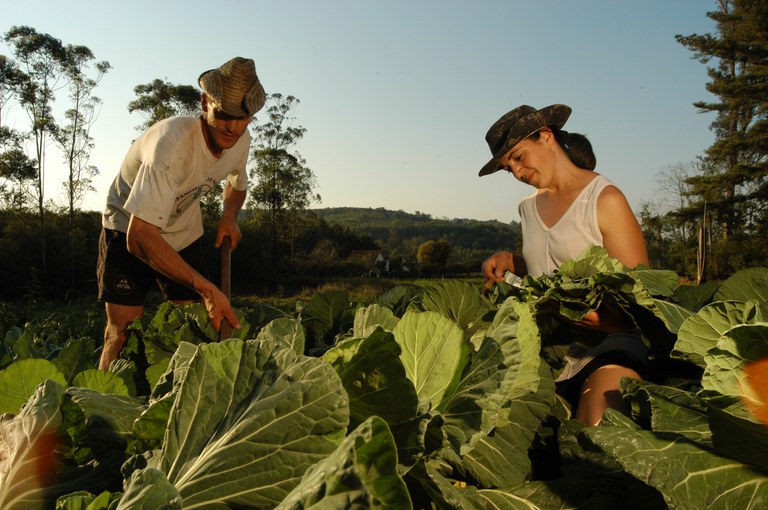 Governo estuda reduzir juros do crédito rural para quem contratar seguro agrícola