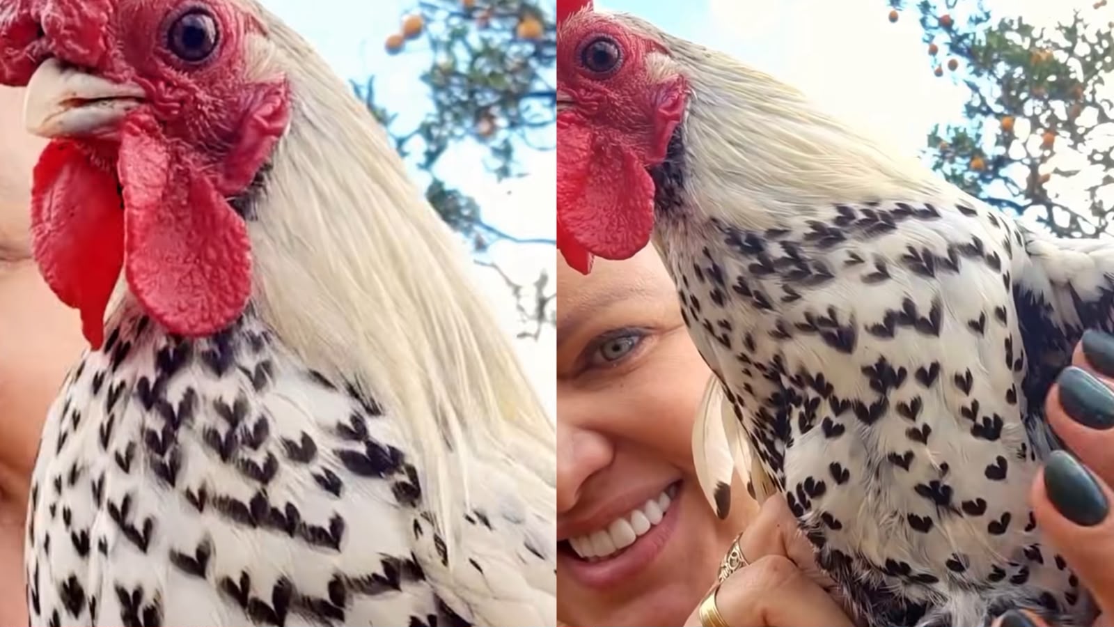 ‘Galo do amor’: ave viraliza com plumagem de corações