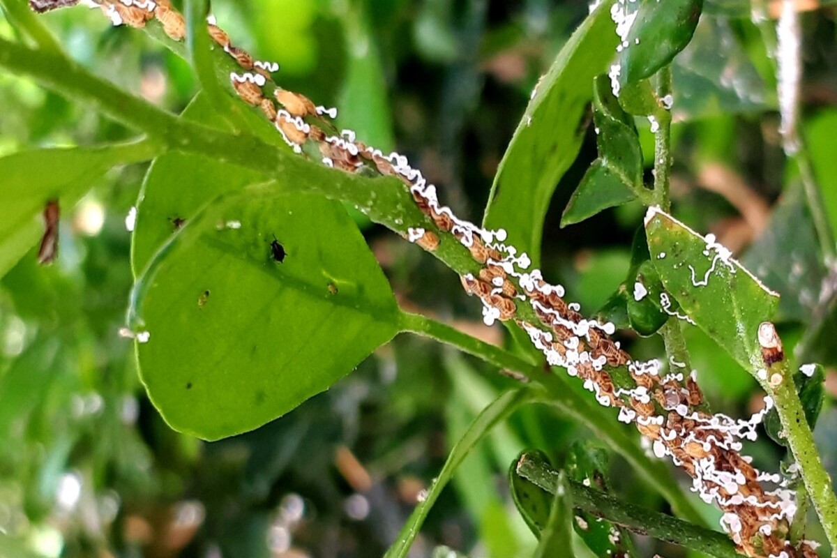 RS elimina mais de 200 árvores cítricas após foco de greening