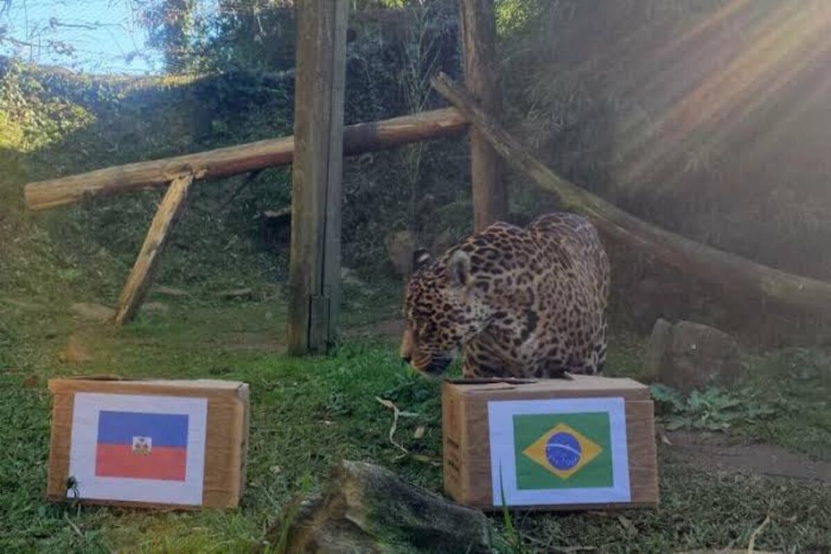 Onça-vidente aposta em derrota do Brasil contra o Haiti