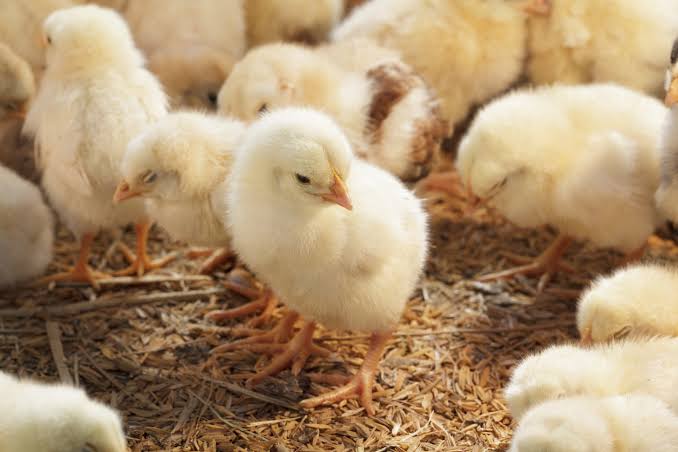 IA pode evitar descarte de pintinhos machos na produção de ovos